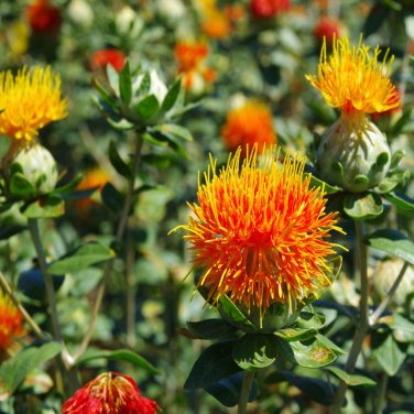 40 PCS Seeds Safflower Carthamus Chinese Herbs Red Flower