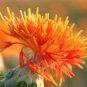 40 PCS Seeds Safflower Carthamus Chinese Herbs Red Flower