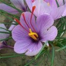 50 PCS Seeds Saffron Crocus