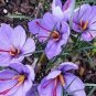 50 PCS Seeds Saffron Crocus