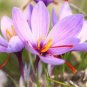 50 PCS Seeds Saffron Crocus