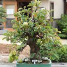 100 PCS Seeds Sage Bonsai Vanilla Fragrant Flowers 100 PCS Seeds Sage Bonsai Vanilla Fragrant Flowers