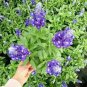 100 PCS Seeds Sage Bonsai Vanilla Fragrant Flowers
