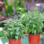 100 PCS Seeds Sage Bonsai Vanilla Fragrant Flowers