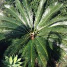 50 PCS Seeds Sago Cycas