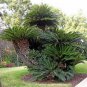 50 PCS Seeds Sago Cycas
