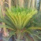 10 PCS Seeds Sago Cycas Seeds Green Colors 10 PCS Seeds Sago Cycas Seeds Green Colors
