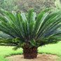 10 PCS Seeds Sago Cycas Seeds Green Colors