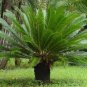 10 PCS Seeds Sago Cycas Seeds Green Colors