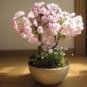 10 PCS Seeds Sakura seeds DIY home garden bonsai flower