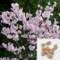 10 PCS Seeds Sakura seeds DIY home garden bonsai flower