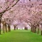 10 PCS Seeds Sakura seeds DIY home garden bonsai flower