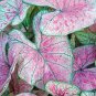 100 PCS Seeds Sale Thailand Caladium Bicolor Seed Balcony Rare Burnt
