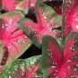 100 PCS Seeds Sale Thailand Caladium Bicolor Seed Balcony Rare Burnt
