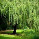 100 PCS Seeds Salix babylonica Giant Tree Willow Tree Bonsai Green Plant 100 PCS Seeds Salix babylonica Giant Tree Willow Tree Bonsai Green Plant