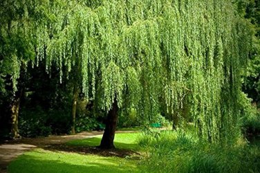 100 PCS Seeds Salix babylonica Giant Tree Willow Tree Bonsai Green Plant