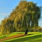 100 PCS Seeds Salix babylonica Giant Tree Willow Tree Bonsai Green Plant