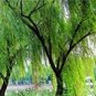 100 PCS Seeds Salix babylonica Giant Tree Willow Tree Bonsai Green Plant