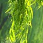 100 PCS Seeds Salix Babylonica Tree