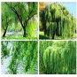 100 PCS Seeds Salix Babylonica Tree