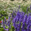 20 PCS Seeds Salvia farinacea Dark Blue Mealy sage Herbaceous Perennial Plants
