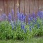 20 PCS Seeds Salvia farinacea Dark Blue Mealy sage Herbaceous Perennial Plants