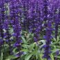 20 PCS Seeds Salvia farinacea Dark Blue Mealy sage Herbaceous Perennial Plants