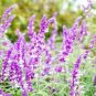 30 PCS Seeds Salvia Leucantha Imported Mexican Bush Sage Pink Flower