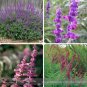 30 PCS Seeds Salvia Leucantha Imported Mexican Bush Sage Pink Flower