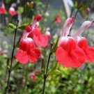 100 PCS Seeds Salvia microphylla ' Hot Lips' Bonsai Potted Plant 100 PCS Seeds Salvia microphylla ' Hot Lips' Bonsai Potted Plant