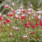 100 PCS Seeds Salvia microphylla ' Hot Lips' Bonsai Potted Plant