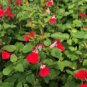 100 PCS Seeds Salvia microphylla ' Hot Lips' Bonsai Potted Plant