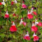 100 PCS Seeds Salvia microphylla ' Hot Lips' Bonsai Potted Plant