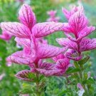 30 PCS Seeds Salvia viridis Rare Clary Sage 30 PCS Seeds Salvia viridis Rare Clary Sage