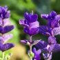 30 PCS Seeds Salvia viridis Rare Clary Sage
