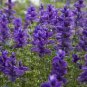 30 PCS Seeds Salvia viridis Rare Clary Sage