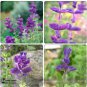 30 PCS Seeds Salvia viridis Rare Clary Sage