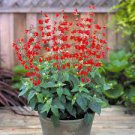 20 PCS Seeds Salvia with tubular flowers