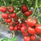 100 PCS Seeds Sami Big Bright Red Tomato Hybrid F1 Fruit 100 PCS Seeds Sami Big Bright Red Tomato Hybrid F1 Fruit