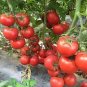 100 PCS Seeds Sami Big Bright Red Tomato Hybrid F1 Fruit