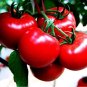 100 PCS Seeds Sami Big Bright Red Tomato Hybrid F1 Fruit