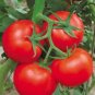 100 PCS Seeds Sami Big Bright Red Tomato Hybrid F1 Fruit