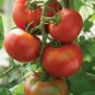 100 PCS Seeds Sami Big Bright Red Tomato Hybrid F1 Fruit