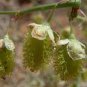 100 PCS Seeds Sand Calligonum Tree Semente Plant Desert Calligonum Mongolicum Sha Guai Zao