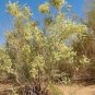 100 PCS Seeds Sand Calligonum Tree Semente Plant Desert Calligonum Mongolicum Sha Guai Zao