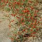 100 PCS Seeds Sand Calligonum Tree Semente Plant Desert Calligonum Mongolicum Sha Guai Zao