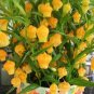 50 PCS Seeds Sandersonia Bonsai Sandersonia Rare Precious Flowers
