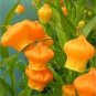 50 PCS Seeds Sandersonia Bonsai Sandersonia Rare Precious Flowers