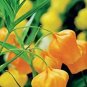 50 PCS Seeds Sandersonia Bonsai Sandersonia Rare Precious Flowers