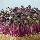 150 PCS Seeds Sango Purple Radish Sprouting Vegetable